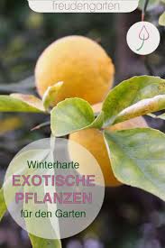 Exotische Pflanzen Im Garten In 2020 Exotische Pflanzen Pflanzen Gewachshaus Pflanzen