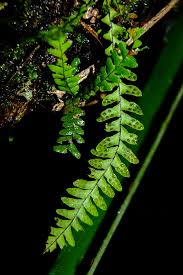 Image result for Lellingeria