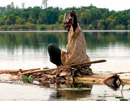 Image result for Trachyphrynium braunianum