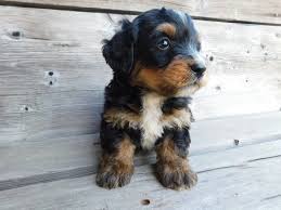 If a breeder does his or her due diligence in selecting the right parents, crossing purebred dogs of different breeds results in puppies that are healthier than either of their parents. Miniature Bernedoodle Puppy For Sale In Millersburg Oh Adn 34161 On Puppyfinder Com Gender Male Age 6 Weeks Bernedoodle Puppy Bernedoodle Puppies For Sale