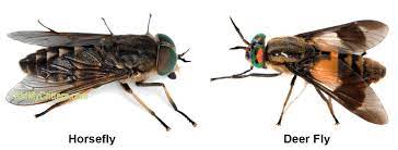 How To Get Rid Of Horse Flies And Avoid Their Bite Diy Trap Instructions