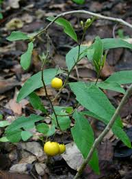 Image result for Solanum campylacanthum 'panduriforme type'