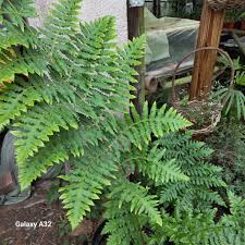 Image result for Blotiella natalensis