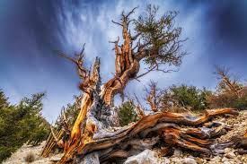 Ancient Bristlecone Pine Forest Near Bishop Ca Information About Bristlecone Pines