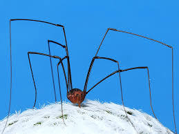 Often these granddaddy long legs are mistaken as spiders. Daddy Longlegs Arachnids But Not Spiders