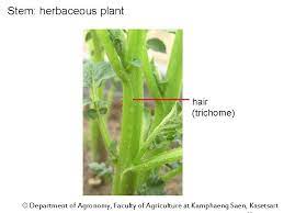 Maybe you would like to learn more about one of these? Potato Family Solanaceae Genus Solanum Species Tuberosum Department