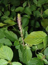 Image result for Achyropsis