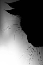 Beautiful Black And White Cat Pictures Beautiful Black And White Cat Silhouette Cat Silhouette Cat Photography Black Cat