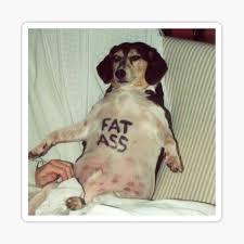 Fat Dog Stickers Redbubble