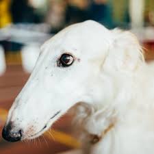 Tout sur le Barzoï : santé, éducation, coûts