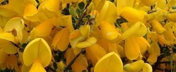 Texas smartscape™ is helping to promote education on pollution prevention through efficient and effective water use for the. Cytisus Species Scotch Broom Broomtops Common Broom European Broom Irish Broom Cytisus Scoparius