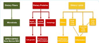 A Schematic Flow Chart From Foods To Cell Differentiation Or