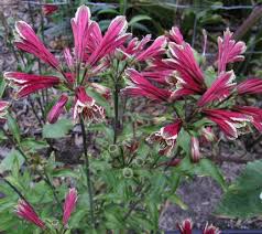 Image result for Alstroemeria pulchella