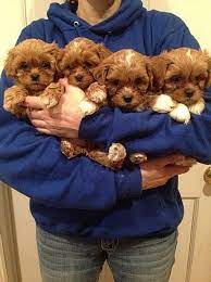 Shipoo Pet Dogs Puppies Cute Puppies I Love Dogs