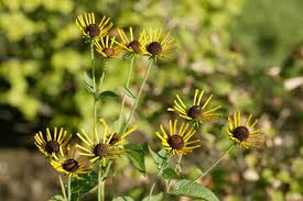 Image result for Ottelia kunenensis