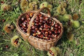 Ramasser Des Chataignes Chataigne Cueillette Fruits