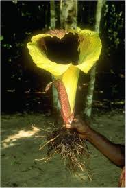 Image result for Crateranthus