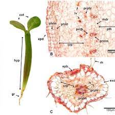 Morphometric Parameters Of Tissues Of Representatives Adenium Obesum At Download Table