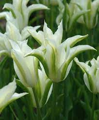 Pin On Green Flowers