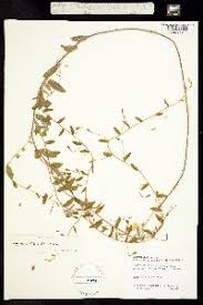 Image result for Bonamia mossambicensis