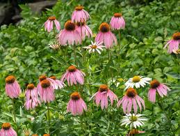 In our coneflower growing guide, we discuss all you need to know to cultivate echinacea in your outdoor living space. The Popular Purple Coneflower Echinacea Focus On Natives
