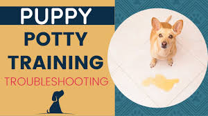 Maybe you would like to learn more about one of these? New Puppy Potty Training Troubleshooting Housebreaking Dilemmas Youtube