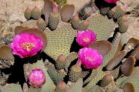 A climbing cactus with soft stems. Opuntia Basilaris Beaver Tail Cactus Pink Flowers 1 Pad