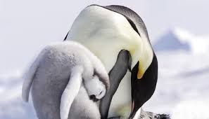 These emperor penguin facts include diet, reproduction, and conservation. Emperor Penguin Colonies Will Suffer As Climate Changes Science Smithsonian Magazine