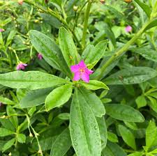 Image result for Talinum portulacifolium