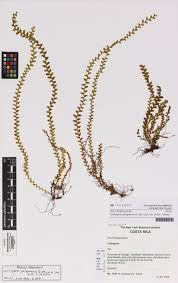 Image result for Lellingeria