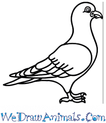 How To Draw A Cartoon Pigeon