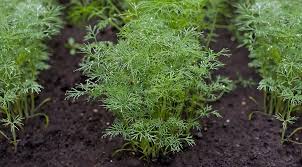 Как вырастить зеленый жирный укроп: все о сортах, выращивании, заготовке +  мастер-класс по посеву