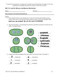 Worksheets are student exploration stoichiometry gizmo answer key pdf, meiosis and mitosis answers work, honors biology ninth grade pendleton high school, 013368718x ch11 159 178, richmond public schools department of curriculum and Bio Lab 09 Mitosis And Meiosis Studocu