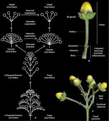 Image result for Malpighiaceae