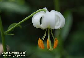 Image result for Lilium martagon Alba