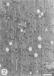 Image result for Hippocratea apocynoides