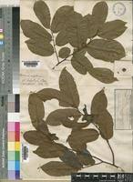 Image result for Uvaria angolensis