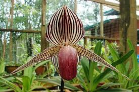 Image result for Tridactyle filifolia