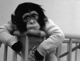 Black And White Monkey Pictures Cute Maybe He S In A Time Out Cute Monkey Monkey Funny Animals