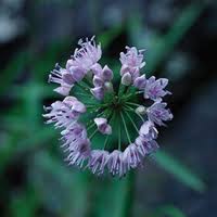 Image result for Amaryllidaceae