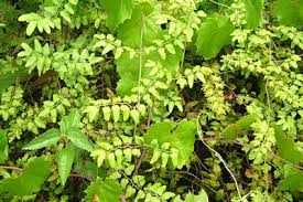 Image result for Lygodium microphyllum