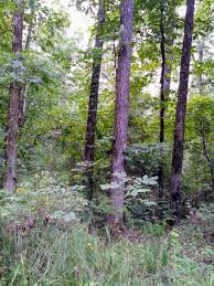 We did not find results for: Beavers Bend Hochatown State Park An Oklahoma State Park Located Near Broken Bow