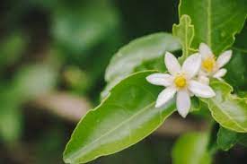 The data in this listing is believed to be accurate in our florist directory at the time of posting. Flower Drop On Lemon Trees Reasons For Lemon Blossoms Falling Off