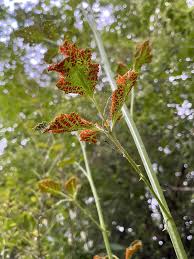 Image result for Cuscuta hyalina