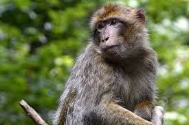 Volete un virus che è giunto in occidente e che dovrebbe fare paura? Un Uomo Contagiato Dal Vaiolo Delle Scimmie Prima Volta In Europa La Repubblica