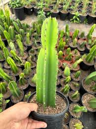 Image result for Euphorbia ingens