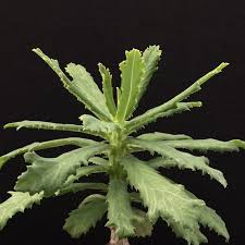 Image result for Monadenium torrei