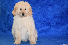 Submit an adoption application for your pick of the litter today! Goldendoodle Puppy For Sale Male Sam Apple Creek Ohio Ac Puppies Llc