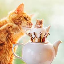 Karsinizda Tum Zamanlarin En Fotomodel Kedisi Kotleta Ve Yer Aldigi 27 Essiz Kare Kedi Kedi Esprileri Kediler Ve Yavrulari