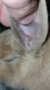 Image result for scabies rabbits ears